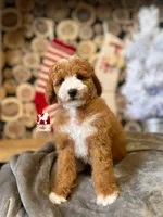 🚗Ranger 💎🐩, a male Poodle - Miniature  for sale in Rigby, ID – Photo 5 of 7