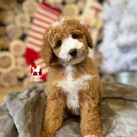 Ranger, Large Mini Boy Full AKC💎🐩, a male Poodle - Miniature  for sale in Rigby, ID – Photo 6 of 9