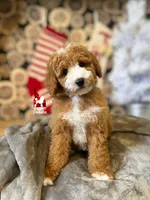 🚗Ranger 💎🐩, a male Poodle - Miniature  for sale in Rigby, ID – Photo 4 of 7