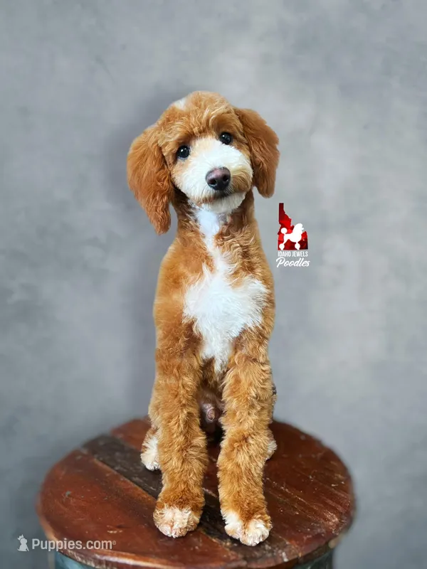 Ranger, Large Mini Boy Full AKC💎🐩