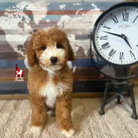 Ranger, Large Mini Boy Full AKC💎🐩, a male Poodle - Miniature  for sale in Rigby, ID – Photo 5 of 9