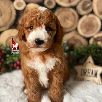 Ranger, Large Mini Boy Full AKC💎🐩, a male Poodle - Miniature  for sale in Rigby, ID – Photo 9 of 9