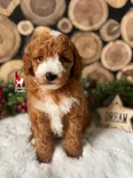 🚗Ranger 💎🐩, a male Poodle - Miniature  for sale in Rigby, ID – Photo 7 of 7