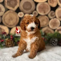 Ranger, Large Mini Boy Full AKC💎🐩, a male Poodle - Miniature  for sale in Rigby, ID – Photo 8 of 9