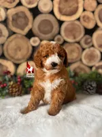 🚗Ranger 💎🐩, a male Poodle - Miniature  for sale in Rigby, ID – Photo 6 of 7