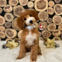 Ranger, Large Mini Boy Full AKC💎🐩, a male Poodle - Miniature  for sale in Rigby, ID – Photo 4 of 9