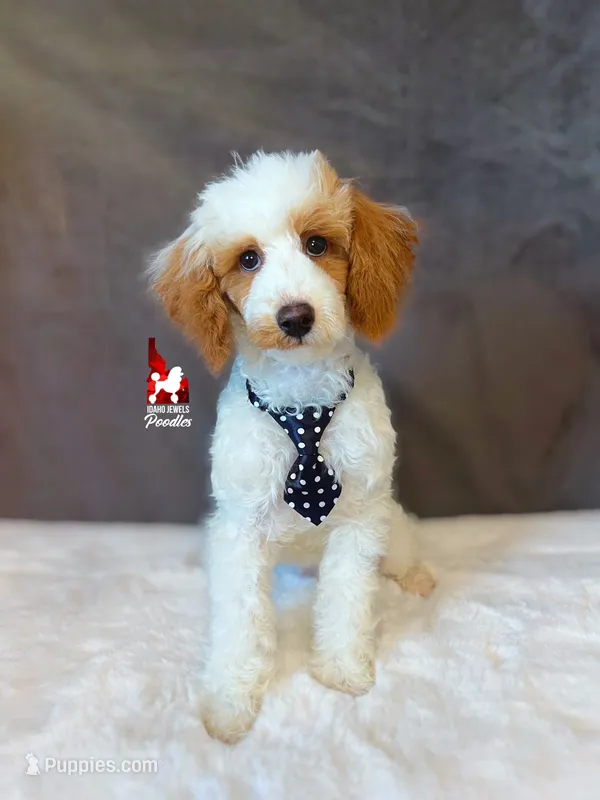 Pongo, CLEAR Red Parti Mini Poodle Boy ~ Breeder or Pet – Poodle - Miniature  puppy for sale in Rigby, ID