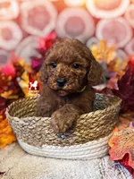 🎮Deku, Red Toy Poodle Boy ~ Pet, a male Poodle - Toy  for sale in Rigby, ID – 2 of 2