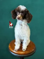 Nico Brown Parti CLEARi 🤎, a male Poodle - Toy  for sale in Rigby, ID – Photo 3 of 8