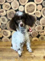 Nico Brown Parti CLEARi 🤎, a male Poodle - Toy  for sale in Rigby, ID – Photo 1 of 8