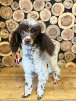 Nico Brown Parti CLEARi 🤎, a male Poodle - Toy  for sale in Rigby, ID – Photo 4 of 8