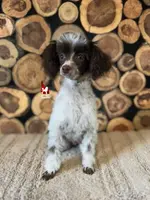 Nico Brown Parti CLEARi 🤎, a male Poodle - Toy  for sale in Rigby, ID – Photo 5 of 8