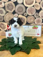 Nico Brown Parti CLEARi 🤎, a male Poodle - Toy  for sale in Rigby, ID – Photo 8 of 8