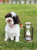 Nico Brown Parti CLEARi 🤎, a male Poodle - Toy  for sale in Rigby, ID – Photo 6 of 8