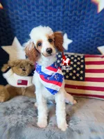 Pongo, CLEAR Red Parti Mini Poodle Boy ~ Breeder or Pet, a male Poodle - Miniature  for sale in Rigby, ID – 2 of 7
