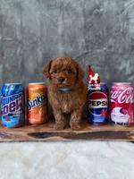 Soda, Red Toy Poodle Boy ~ Pet, a male Poodle - Toy  for sale in Rigby, ID – 2 of 3
