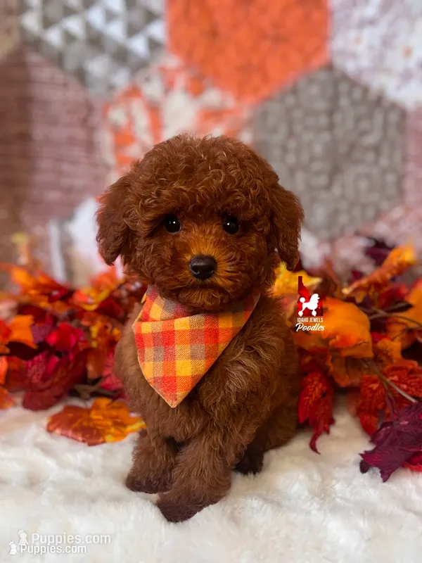 Oak, Dark Red Mini Poodle Boy ~ Breeder or Pet – Poodle - Miniature  puppy for sale in Rigby, ID