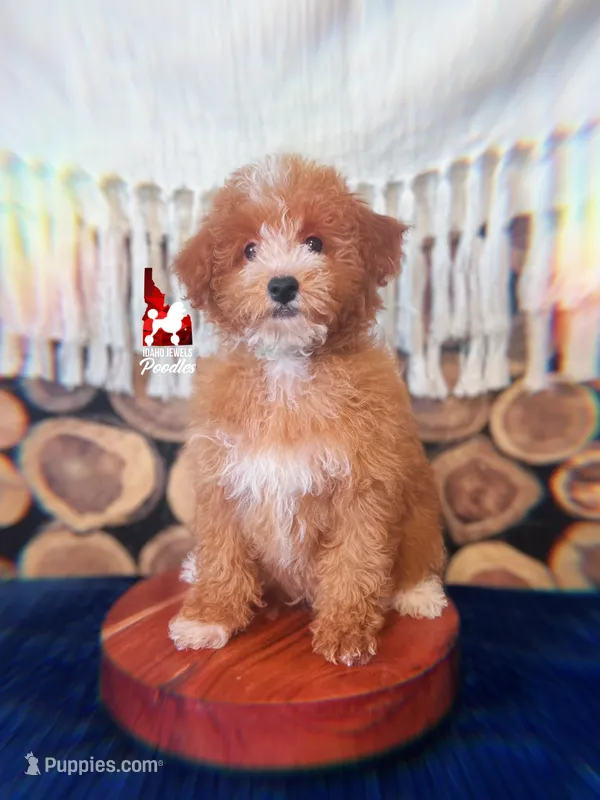 ⚓Cruise, Red w/ White Mini Poodle Boy ~ Pet – Poodle - Miniature  puppy for sale in Rigby, ID