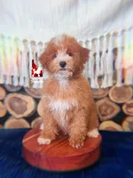 ⚓Cruise, Red w/ White Mini Poodle Boy ~ Pet, a male Poodle - Miniature  for sale in Rigby, ID – 2 of 5