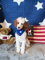 Mushu, Red Parti Mini Poodle Boy ~ Pet, a male Poodle - Miniature  for sale in Rigby, ID – 1 of 7