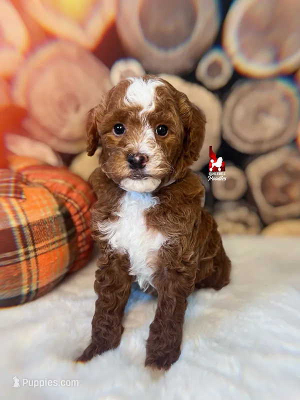 Cinnamon, Red Abstract Small Moyen Poodle Girl ~ Breeder or Pet – Poodle - Miniature  puppy for sale in Rigby, ID
