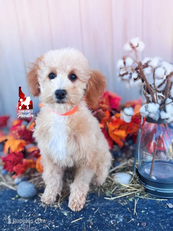 🌊Cascade, Apricot w/ White Mini Poodle Girl ~ Pet – Poodle - Miniature  puppy for sale in Rigby, ID