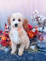 🌊Cascade, Apricot w/ White Mini Poodle Girl ~ Pet, a female Poodle - Miniature  for sale in Rigby, ID – 1 of 6