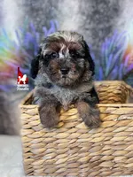 Grayson, Blue Merle Phantom Mini Poodle Boy ~Breeder or Pet, a male Poodle - Miniature  for sale in Rigby, ID – 3 of 6