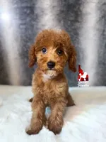 🍾Bramble, Red Toy Poodle Boy ~ Pet, a male Poodle - Toy  for sale in Rigby, ID – 1 of 6