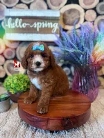 Sydney, Red w/ White Markings Mini Poodle Girl ~ Pet, a female Poodle - Miniature  for sale in Rigby, ID – Photo 2 of 3