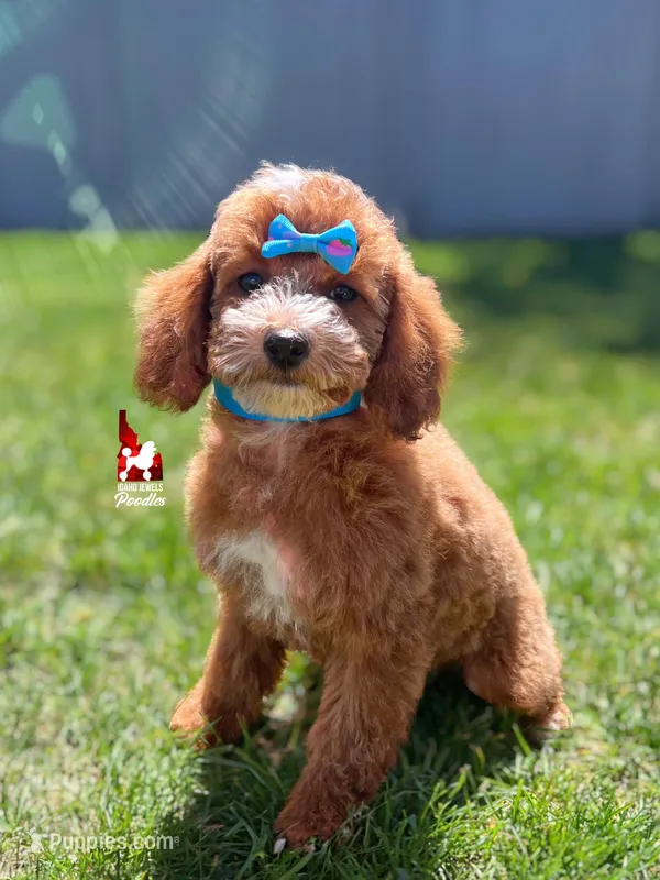 Sydney, Red w/ White Markings Mini Poodle Girl ~ Pet – Poodle - Miniature  puppy for sale in Rigby, ID