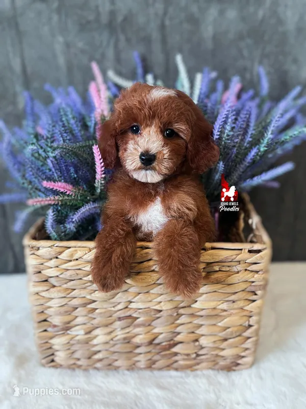 Sydney, Red w/ White Markings Mini Poodle Girl ~ Pet – Poodle - Miniature  puppy for sale in Rigby, ID