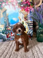 Sydney, Red w/ White Markings Mini Poodle Girl ~ Pet, a female Poodle - Miniature  for sale in Rigby, ID – Photo 3 of 3
