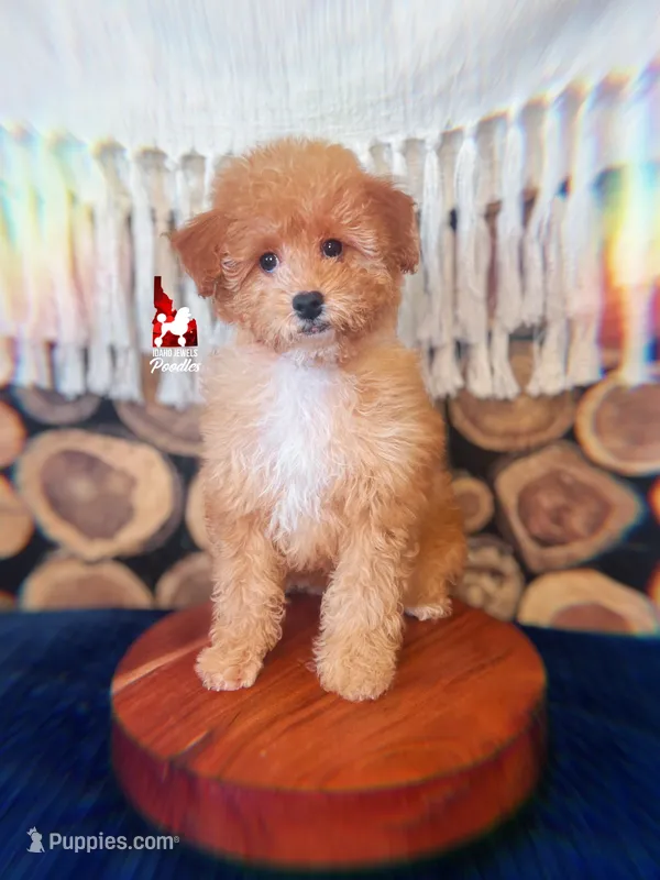 🌊Cascade, Red/Apricot w/ White Mini Poodle Girl ~ Pet – Poodle - Miniature  puppy for sale in Rigby, ID