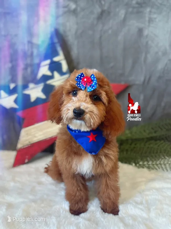 Sydney, Red w/ White Markings Mini Poodle Girl ~ Pet – Poodle - Miniature  puppy for sale in Rigby, ID
