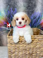 Jayden, Red/Apricot (Hidden Tricolor) Mini Poodle Boy ~ Breeder or Pet, a male Poodle - Miniature  for sale in Rigby, ID – 2 of 6