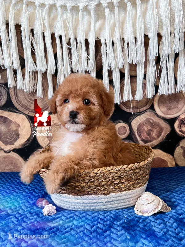 🌊Cascade, Red/Apricot w/ White Small Mini Poodle Girl ~ Pet – Poodle - Miniature  puppy for sale in Rigby, ID