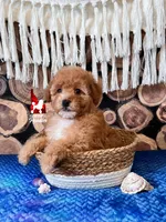 🌊Cascade, Red/Apricot w/ White Small Mini Poodle Girl ~ Pet, a female Poodle - Miniature  for sale in Rigby, ID – 1 of 2