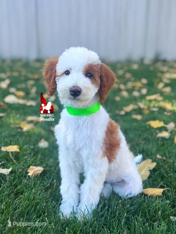 Curry, Dark Red Parti Small Moyen Poodle Boy ~ Breeder or Pet – Poodle - Miniature  puppy for sale in Rigby, ID