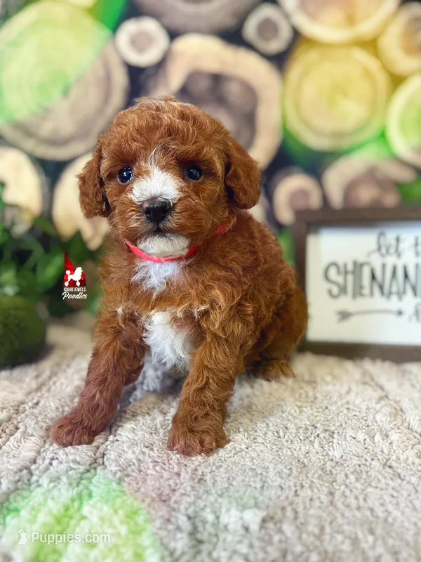 Rosy, Full AKC Red Toy Poodle