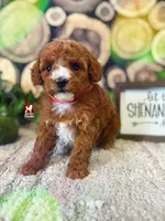 Rosy, Full AKC Red Toy Poodle, a female Poodle - Toy  for sale in Rigby, ID – Photo 1 of 3