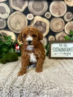 Rosy, Full AKC Red Toy Poodle, a female Poodle - Toy  for sale in Rigby, ID – Photo 2 of 3