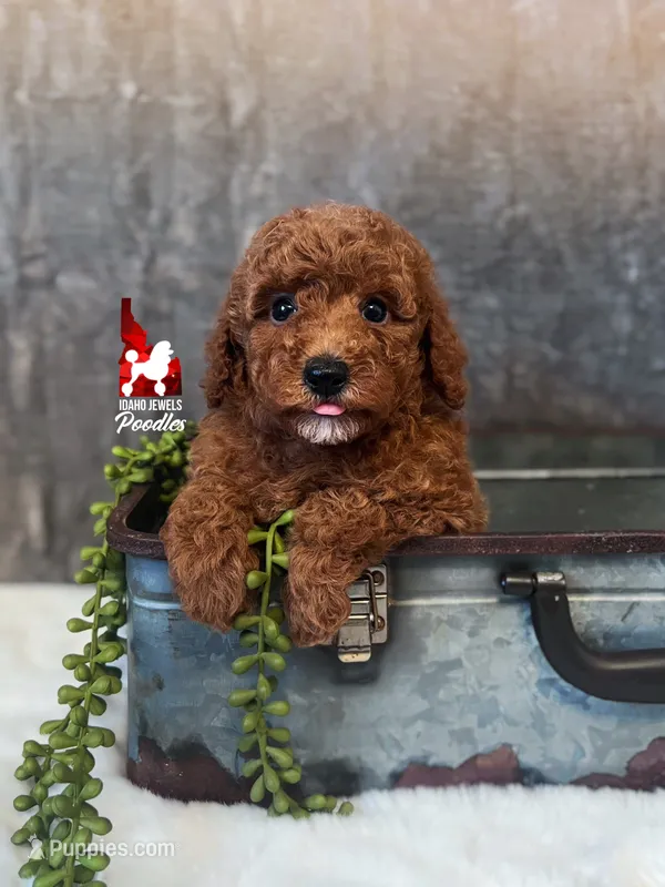 Ava, Red Mini Poodle Girl ~ Breeder or Pet – Poodle - Miniature  puppy for sale in Rigby, ID