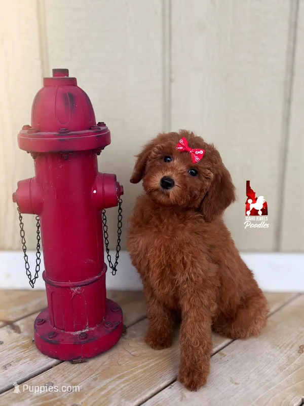 Minnie, Red Mini Poodle Girl ~ Pet – Poodle - Miniature  puppy for sale in Rigby, ID
