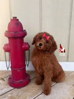 Minnie, CLEAR Solid Red (Hidden Phantom) Mini Girl ~ Breeder or Pet, a female Poodle - Miniature  for sale in Rigby, ID – 3 of 7