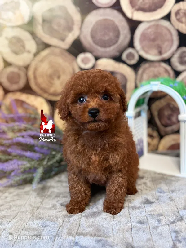 Marigold, Dark Red Toy Poodle Girl ~ Pet – Poodle - Toy  puppy for sale in Rigby, ID