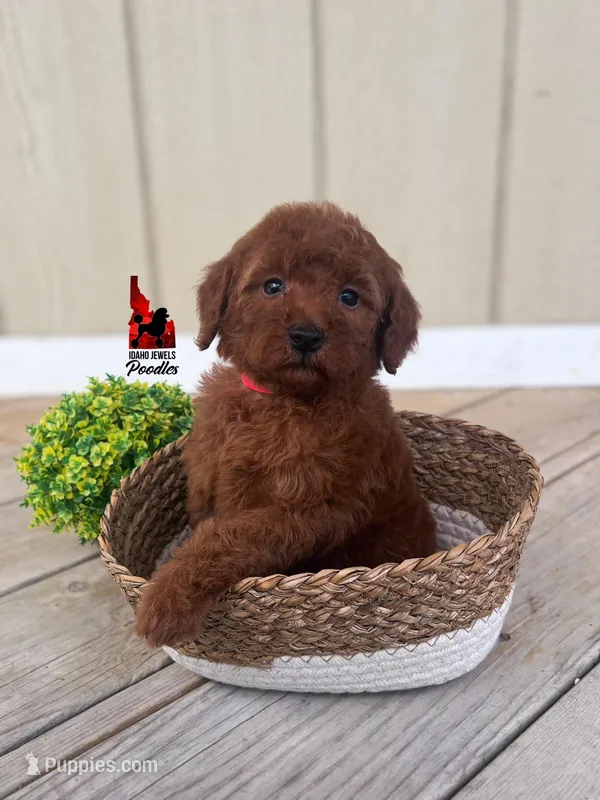 Minnie, Red Mini Poodle Girl ~ Pet – Poodle - Miniature  puppy for sale in Rigby, ID