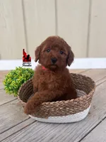 Minnie, Red Mini Poodle Girl ~ Pet, a female Poodle - Miniature  for sale in Rigby, ID – Photo 3 of 3