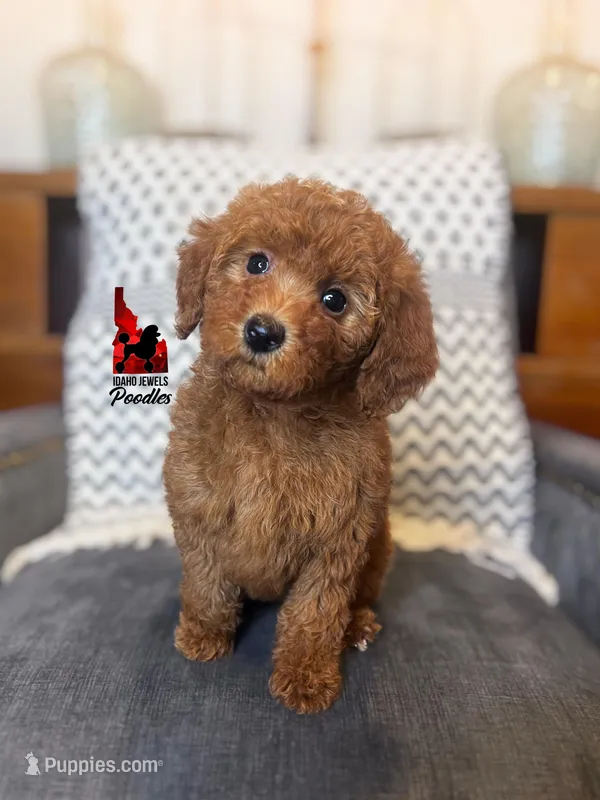 Minnie, Red Mini Poodle Girl ~ Pet, a female Poodle - Miniature  for sale in Rigby, ID – Photo 1 of 3