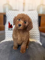 Minnie, Red Mini Poodle Girl ~ Pet, a female Poodle - Miniature  for sale in Rigby, ID – Photo 1 of 3